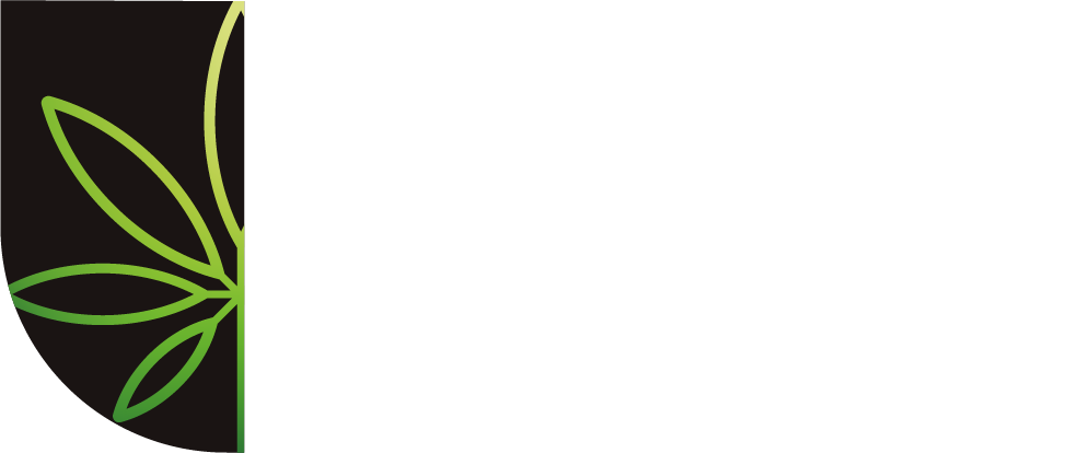 Dutch Canna