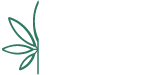 Dutch Canna